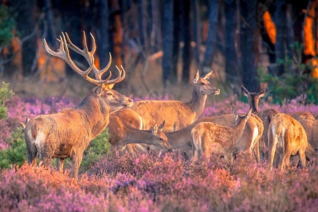 Te Huur: Leuke 4-Persoons Stacaravan Op Top Locatie! Hoenderloo Luaran gambar